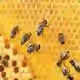 Bees on honeycomb